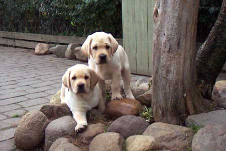 2 gule labrador hvalpe på klatretur