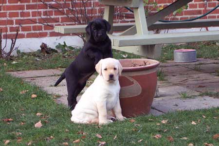 så er vi klar - sort og gul labrador hvalp