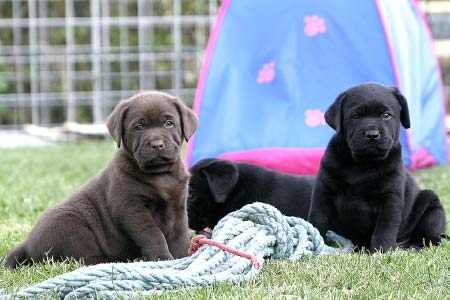 1 brun og 2 sorte labrador hvalpe