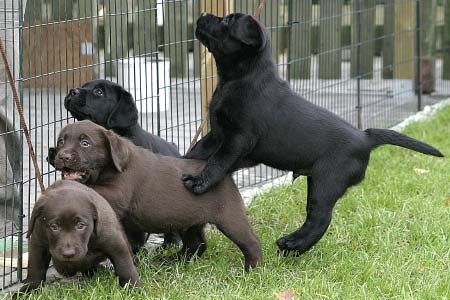 2 brune og 2 sorte labradorhvalpe leger