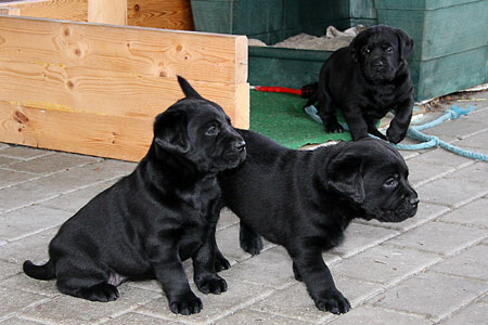 3 nuttede sorte labrador hvalpe