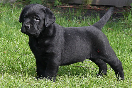 Juni's Labrador - Labrador hvalpe