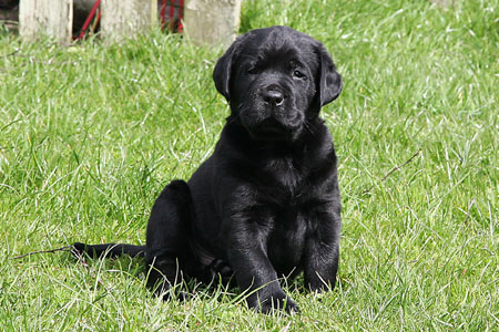 Juni's Labrador - Labrador hvalpe