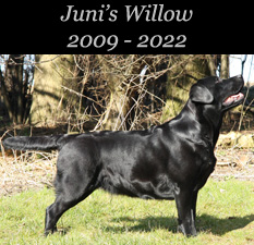 Juni's Willow 2009 - 2022