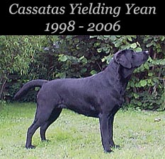 Cassatas Yielding Yean 1998 - 2006