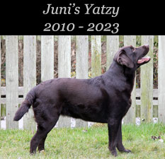 Juni's Yatzy 2010 - 2023