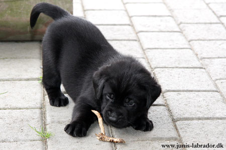 labrador retriever hvalpe - 5 uger gamle