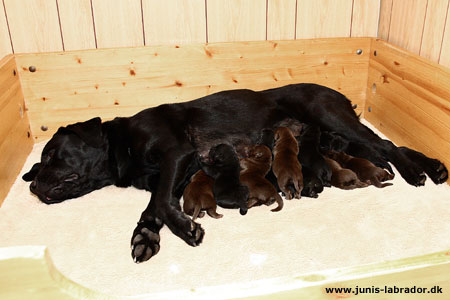 Labrador hvalpe sorte og brune og mor