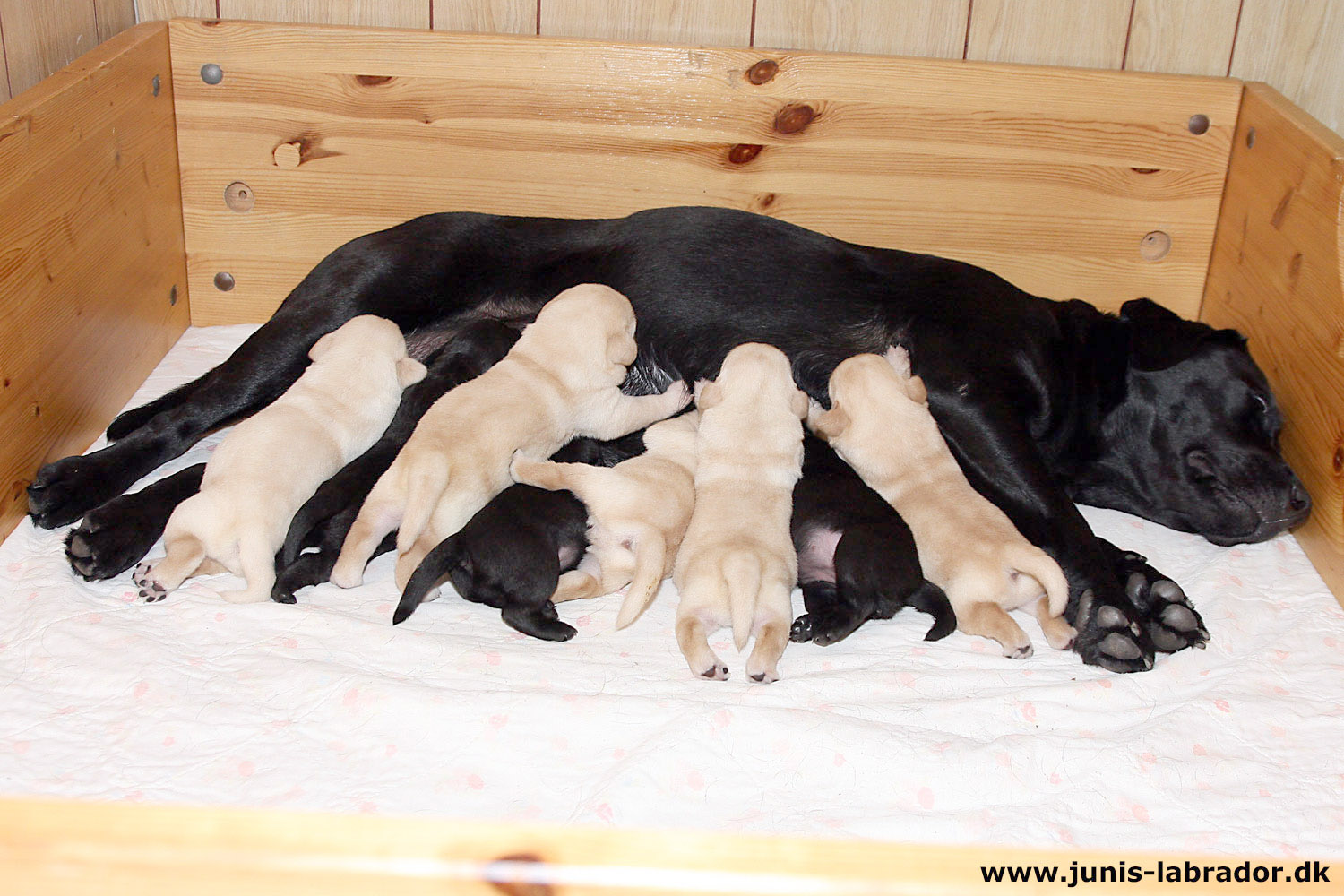 11 dage gamle sorte og gule labrador hvalpe og mor