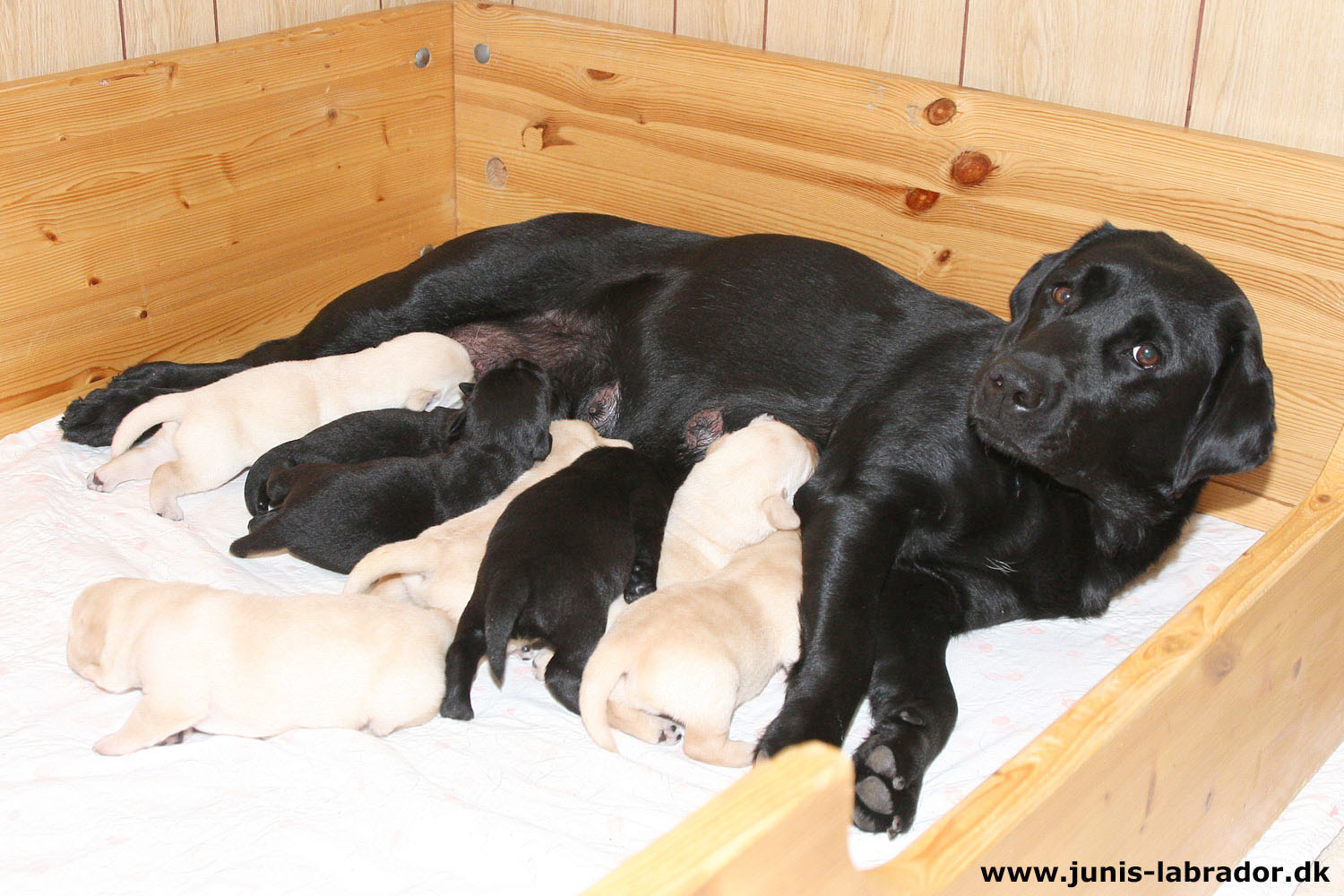 11 dage gamle sorte og gule labrador hvalpe og mor