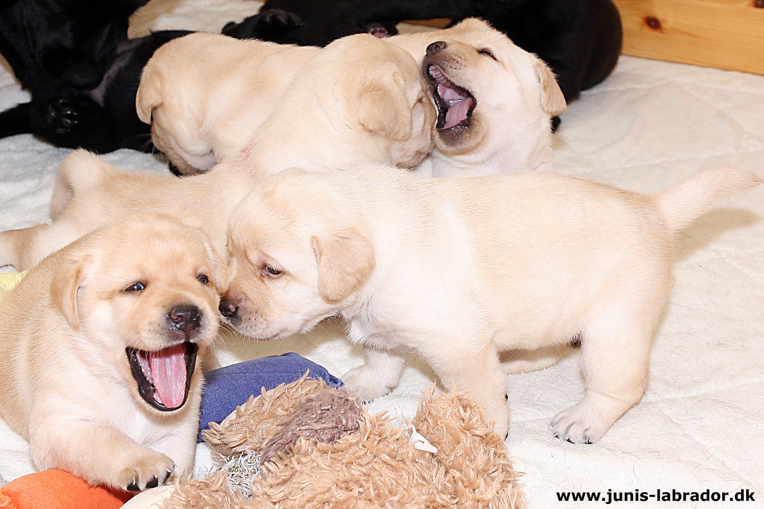 26 dage gamle sorte og gule labrador hvalpe