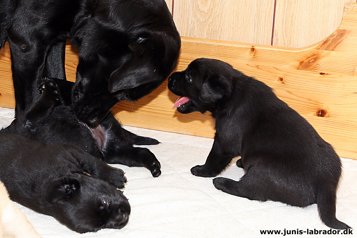 26 dage gamle sorte og gule labrador hvalpe