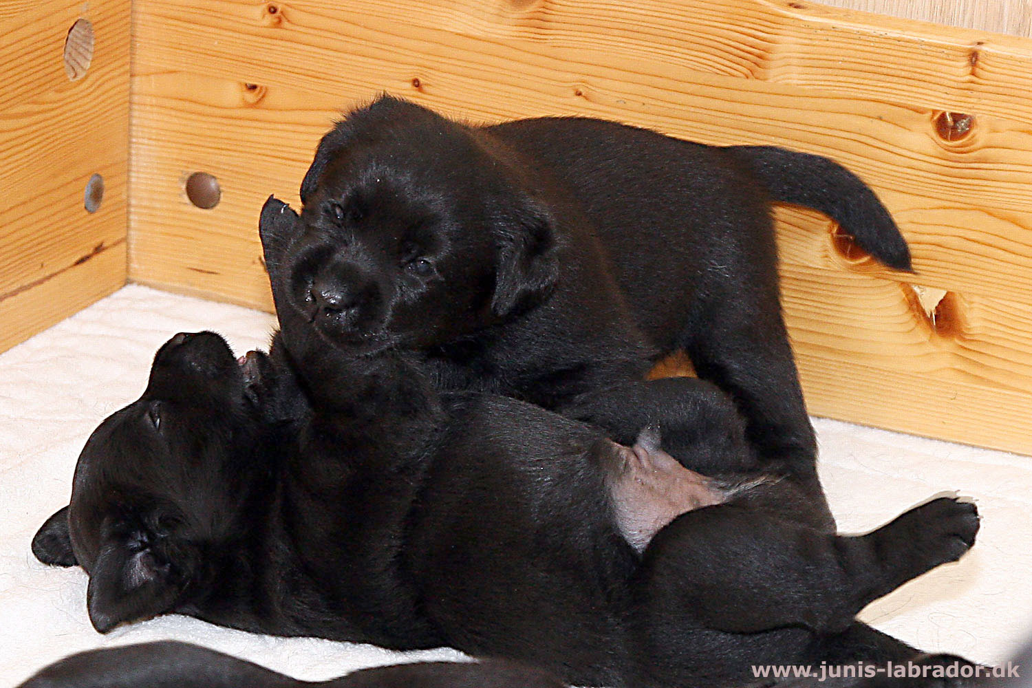 26 dage gamle sorte og gule labrador hvalpe