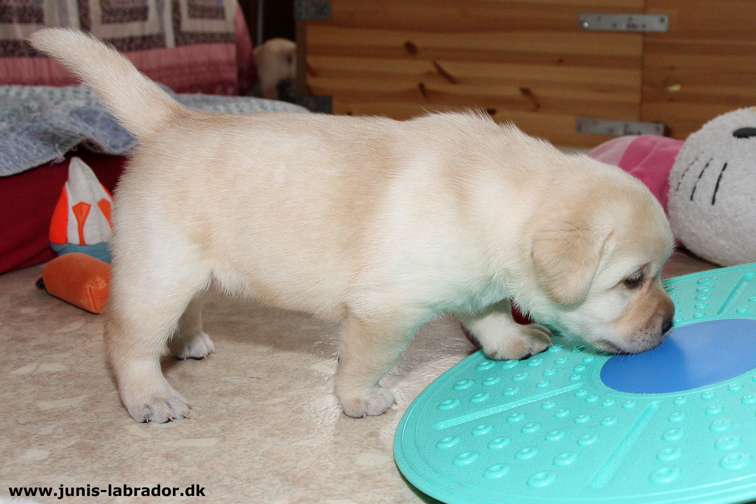 26 dage gamle sorte og gule labrador hvalpe