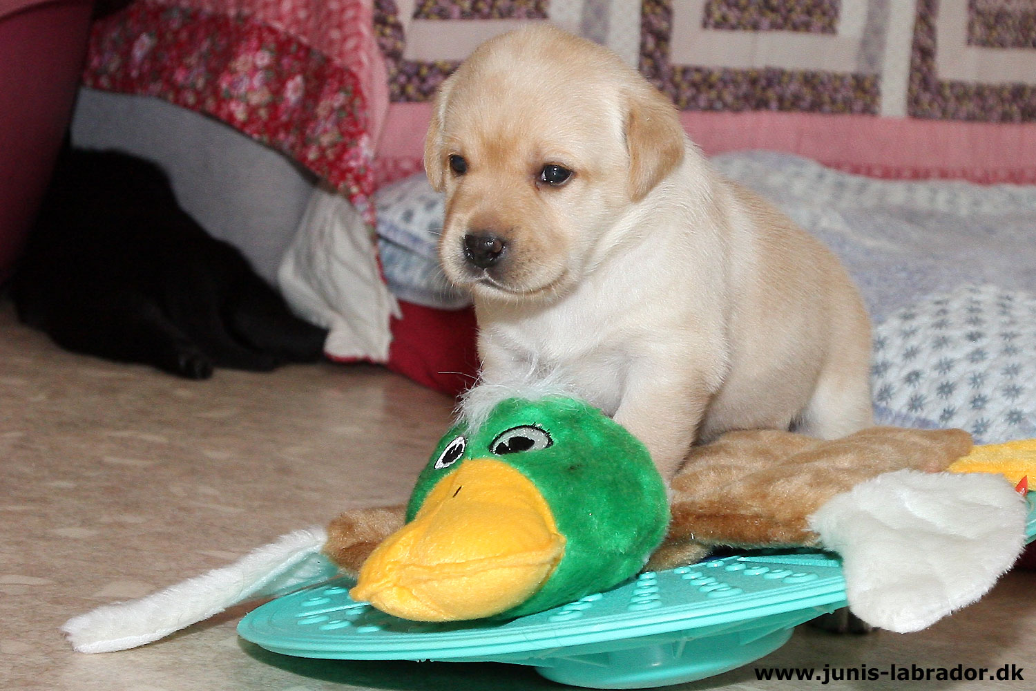 26 dage gamle sorte og gule labrador hvalpe