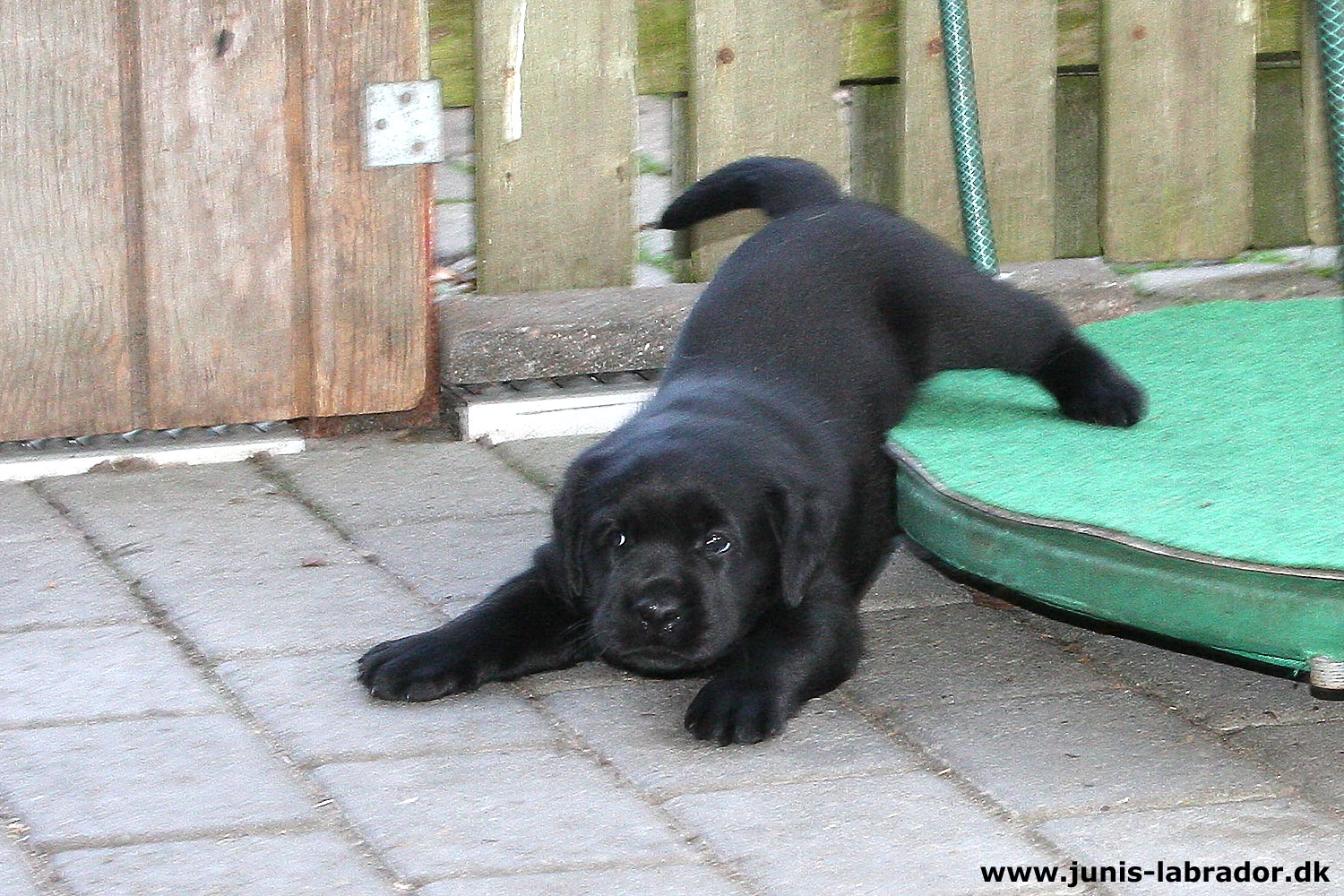 5½ uger gamle sorte og gule labrador hvalpe