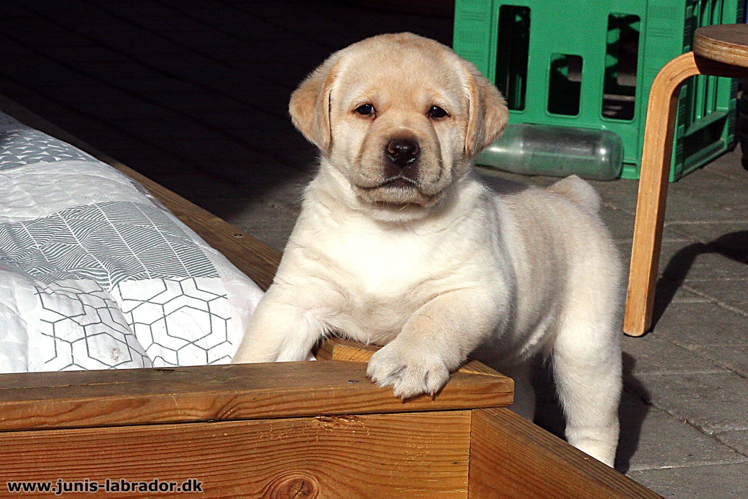 5½ uger gamle sorte og gule labrador hvalpe