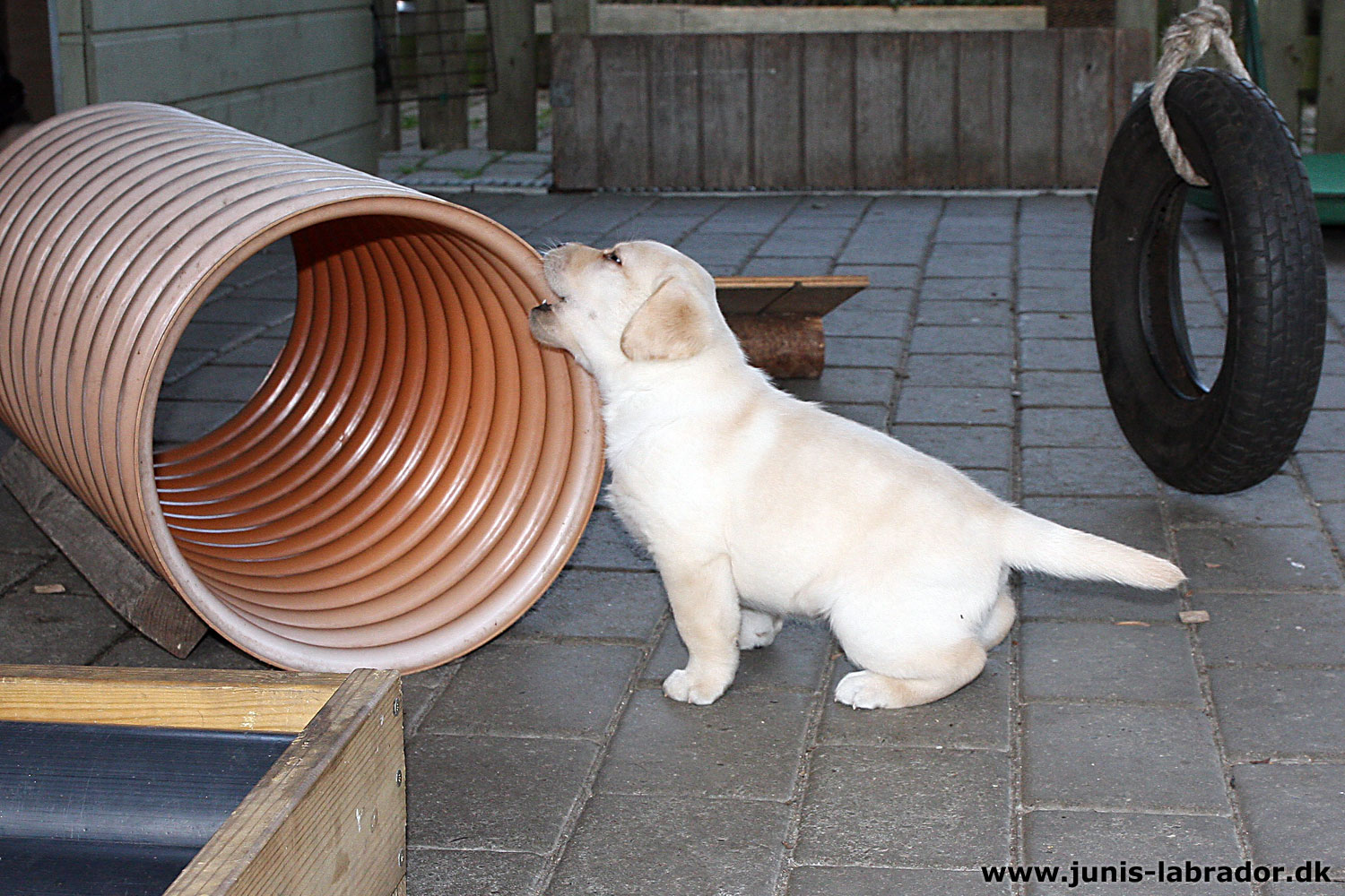 5½ uger gamle sorte og gule labrador hvalpe