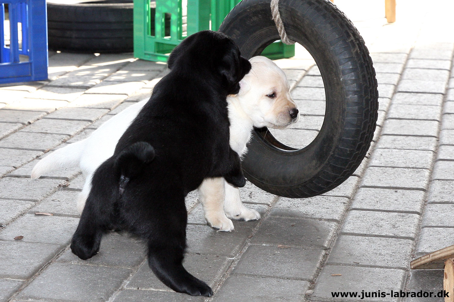 5½ uger gamle sorte og gule labrador hvalpe