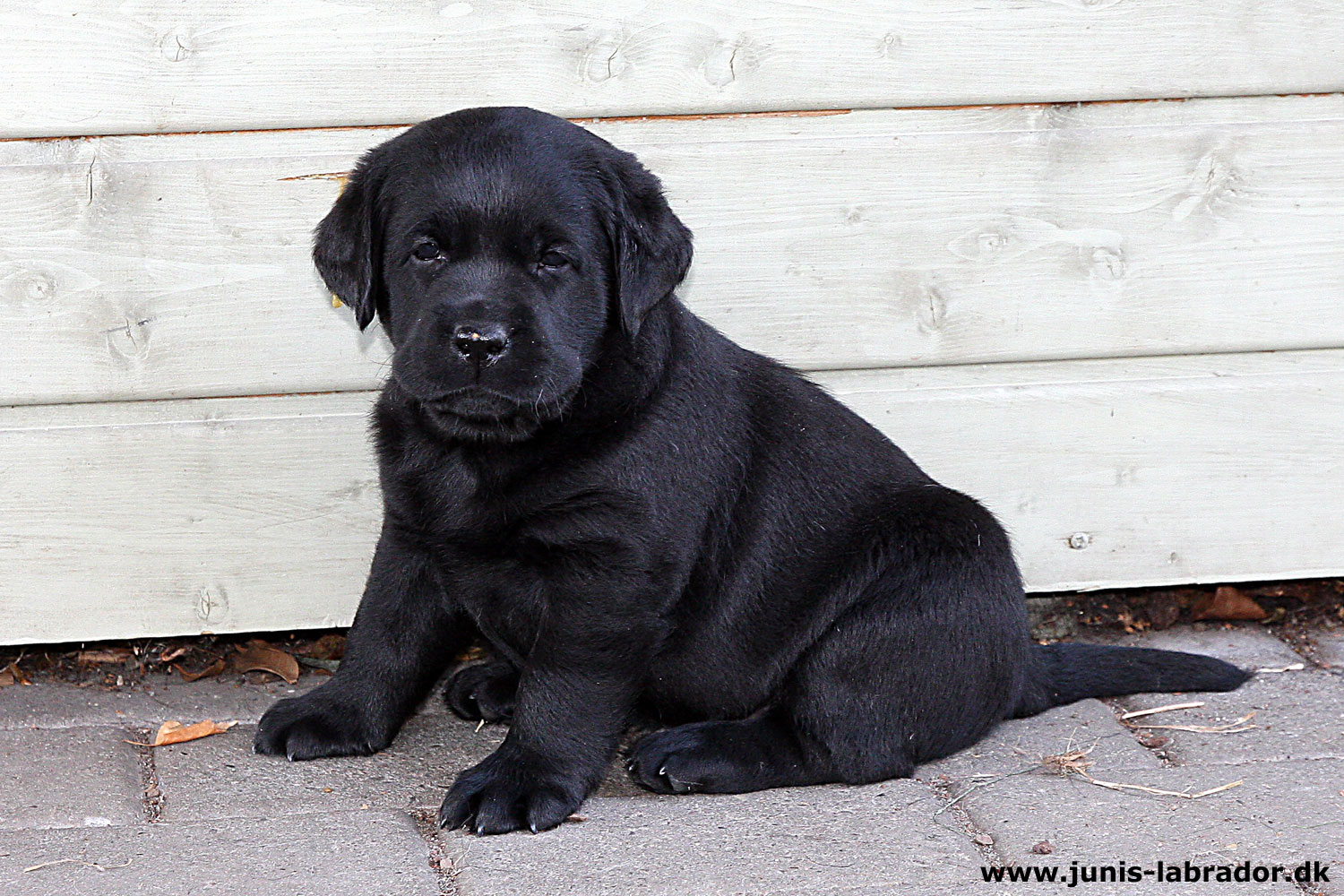 5½ uger gamle sorte og gule labrador hvalpe