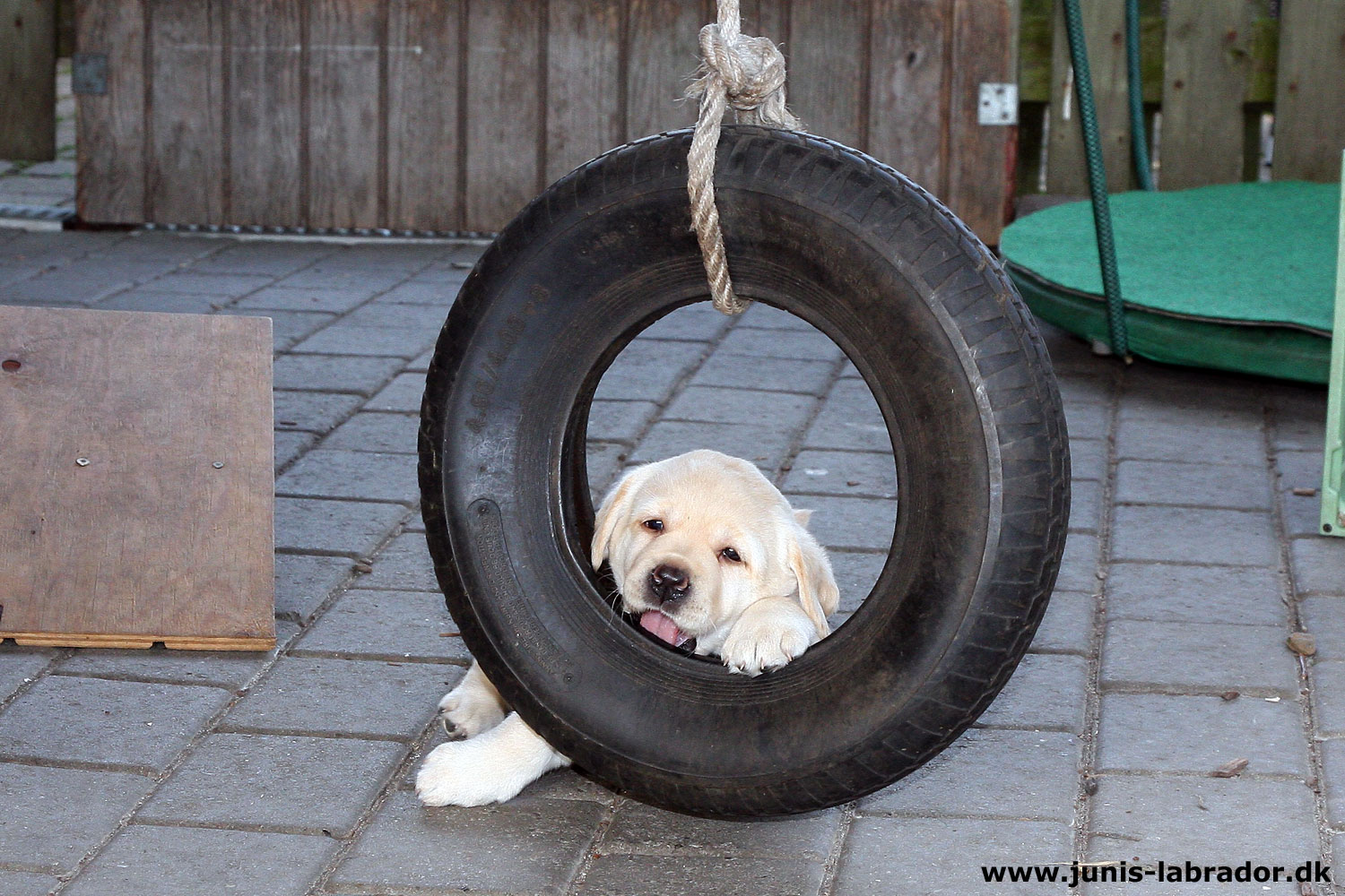 5½ uger gamle sorte og gule labrador hvalpe