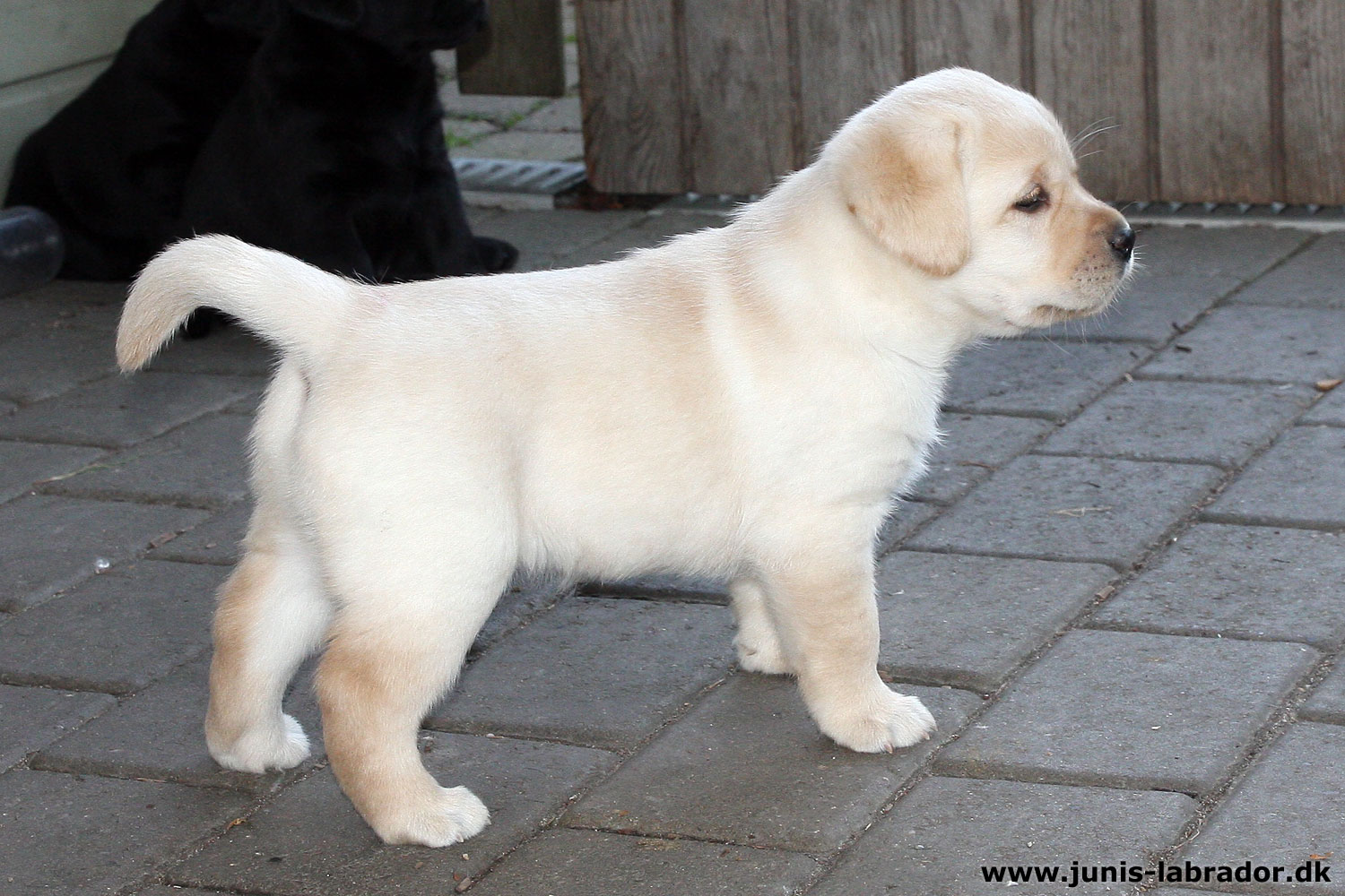 Juni's Labrador - Labrador hvalpe