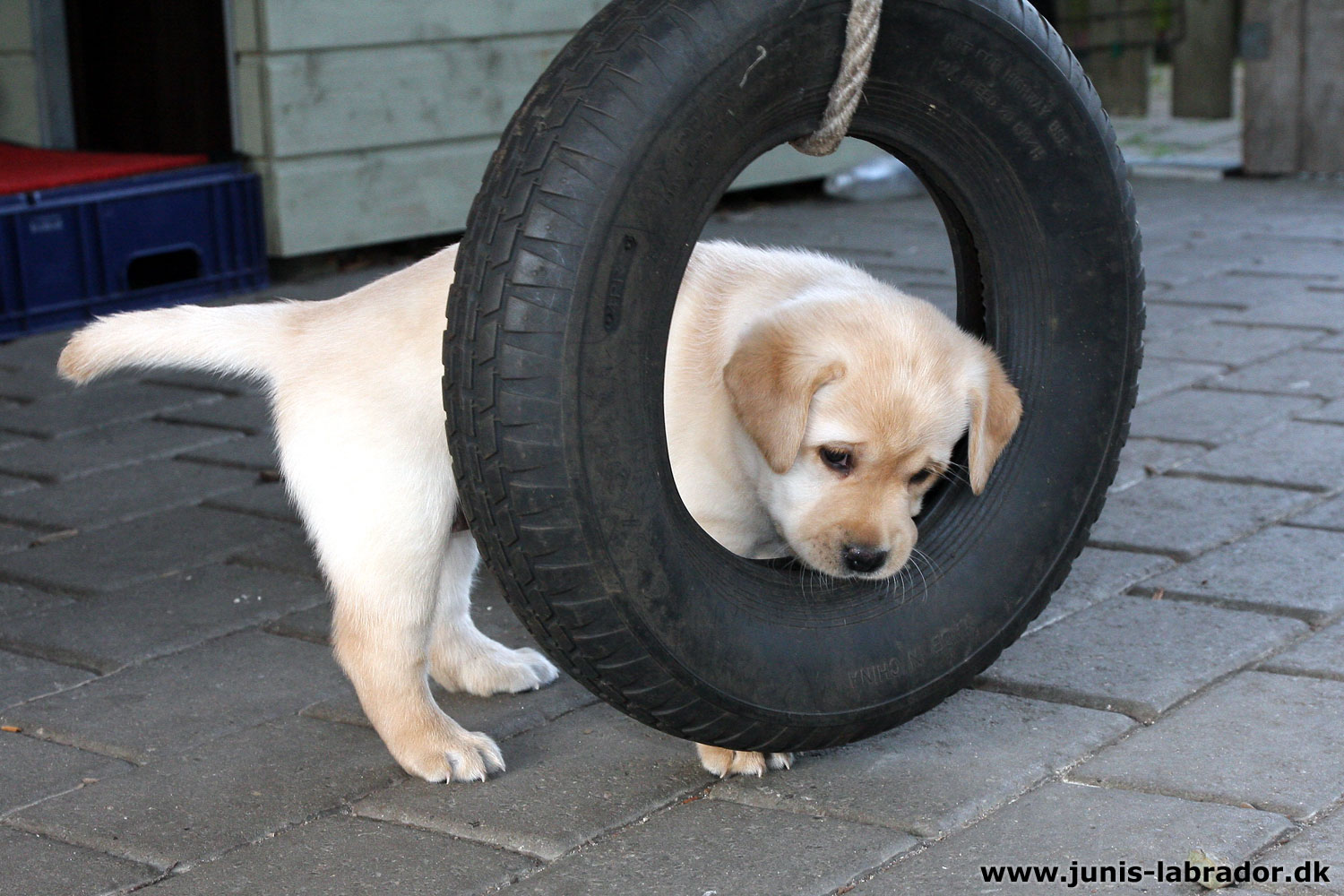 5½ uger gamle sorte og gule labrador hvalpe