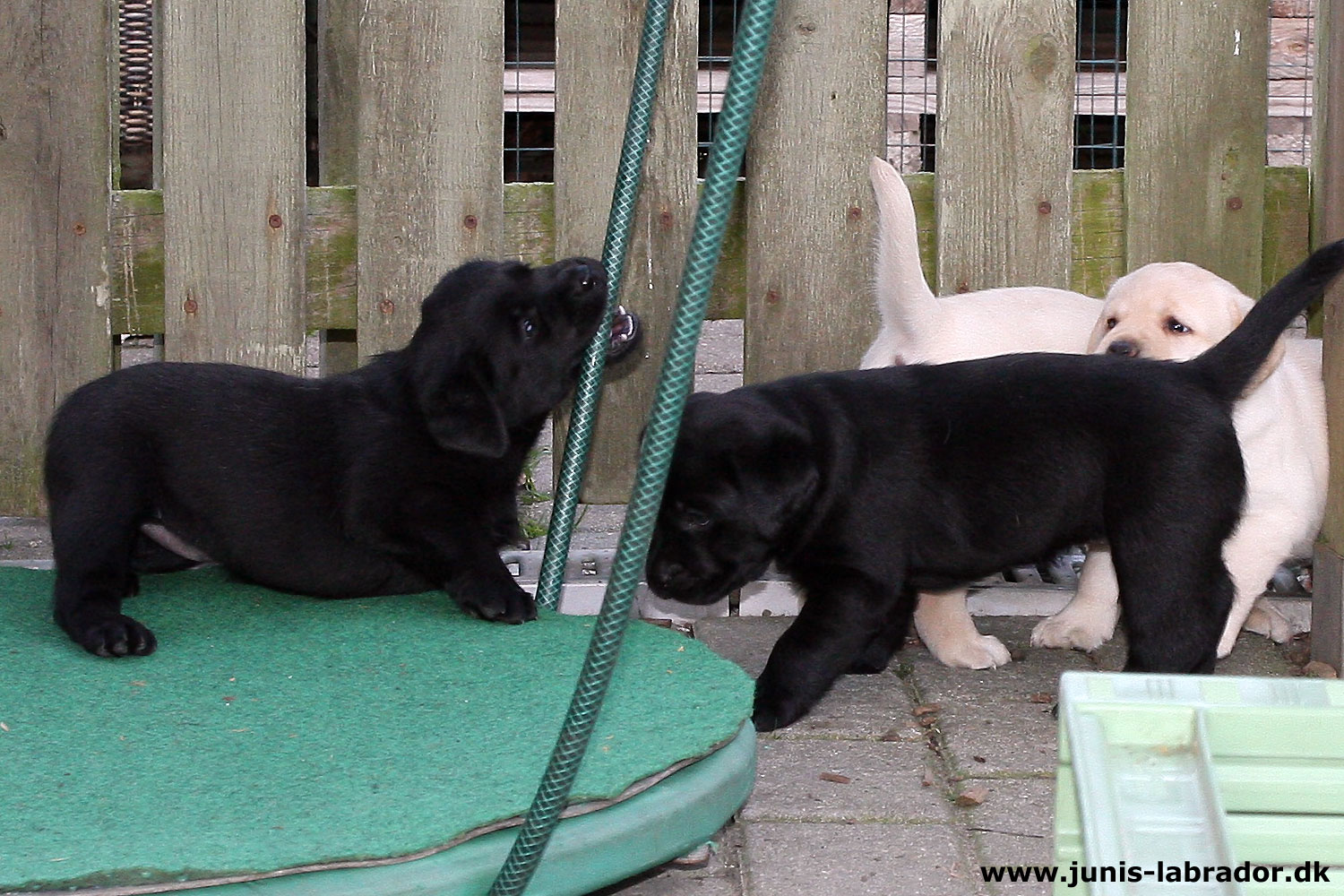 5½ uger gamle sorte og gule labrador hvalpe