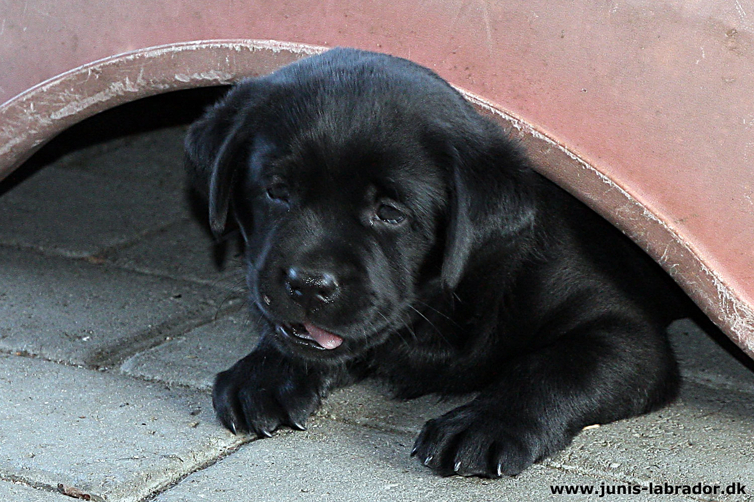 5½ uger gamle sorte og gule labrador hvalpe