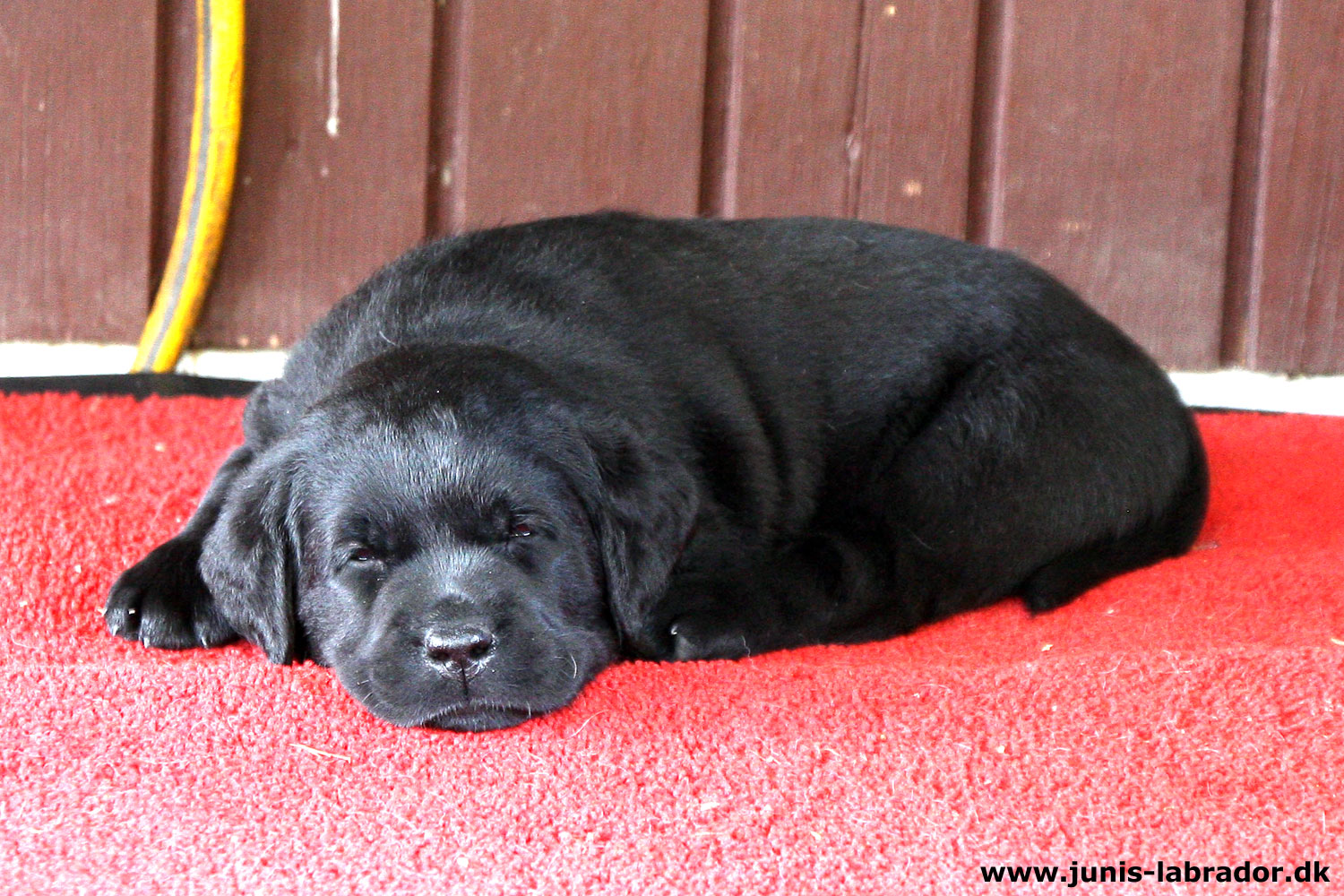 5½ uger gamle sorte og gule labrador hvalpe