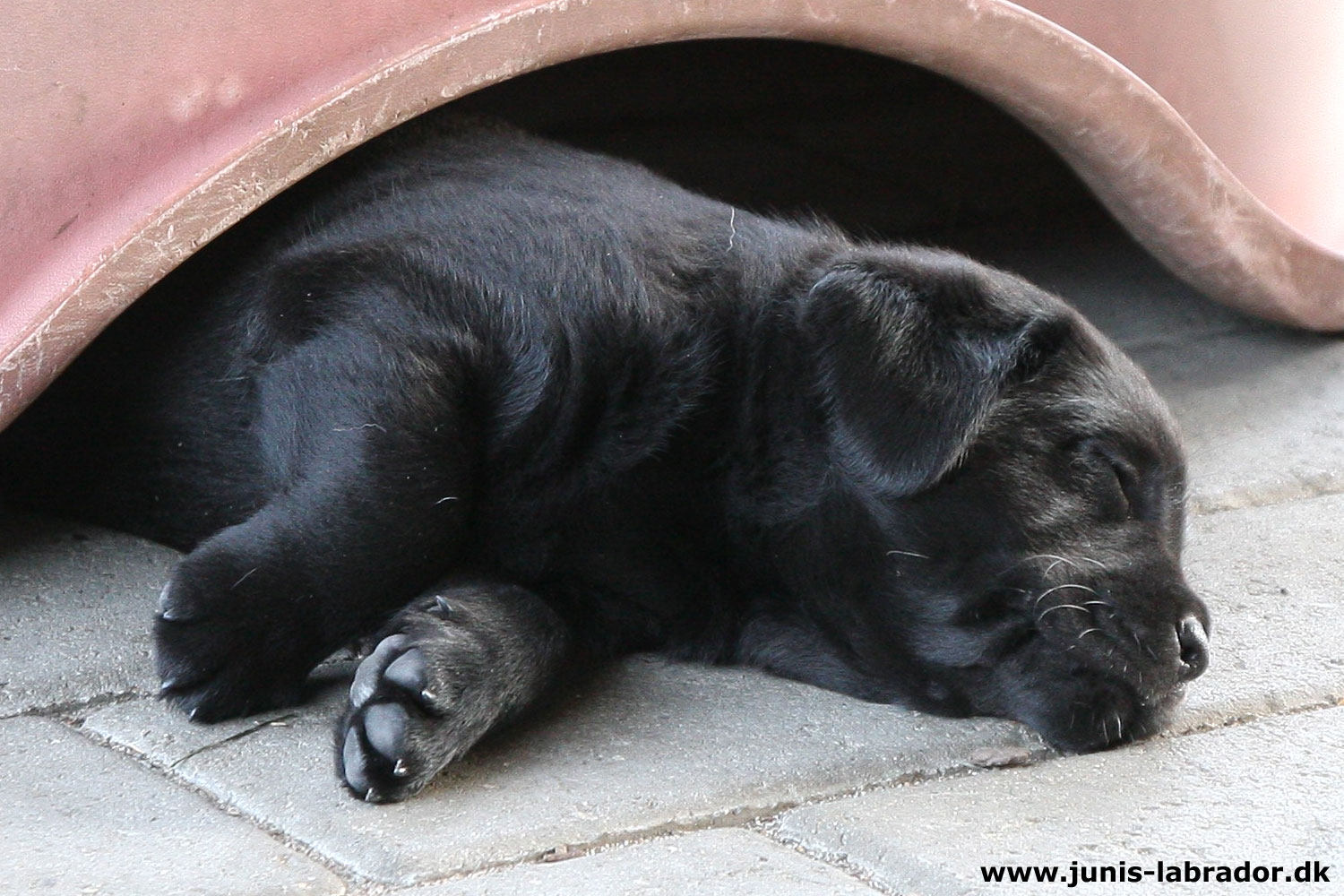 5½ uger gamle sorte og gule labrador hvalpe