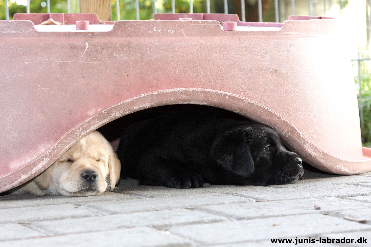 5½ uger gamle sorte og gule labrador hvalpe