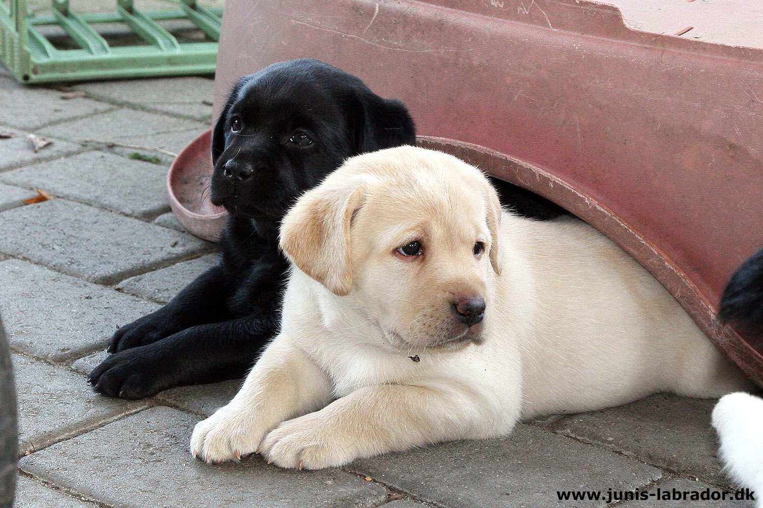 5½ uger gamle sorte og gule labrador hvalpe