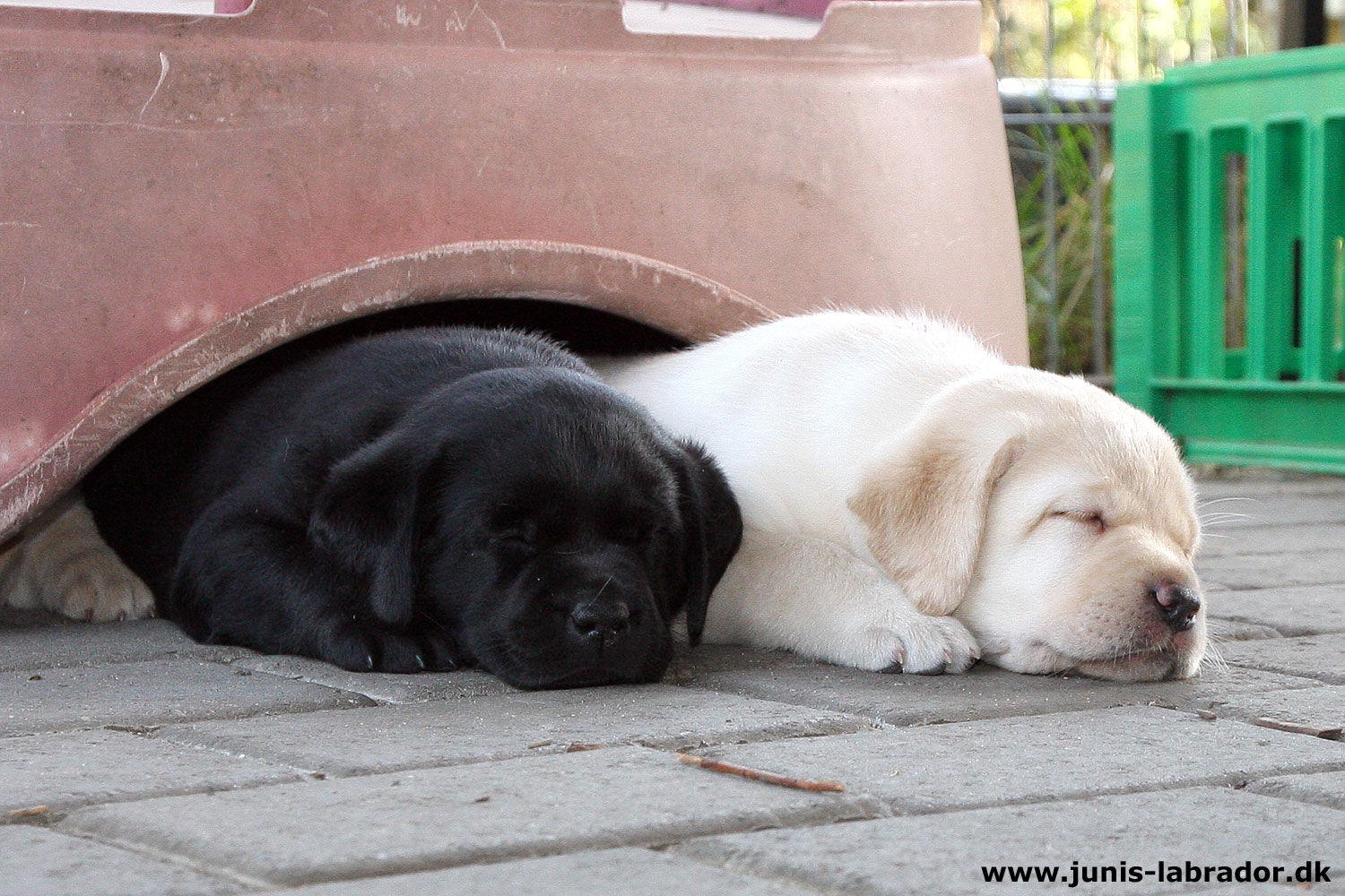 5½ uger gamle sorte og gule labrador hvalpe