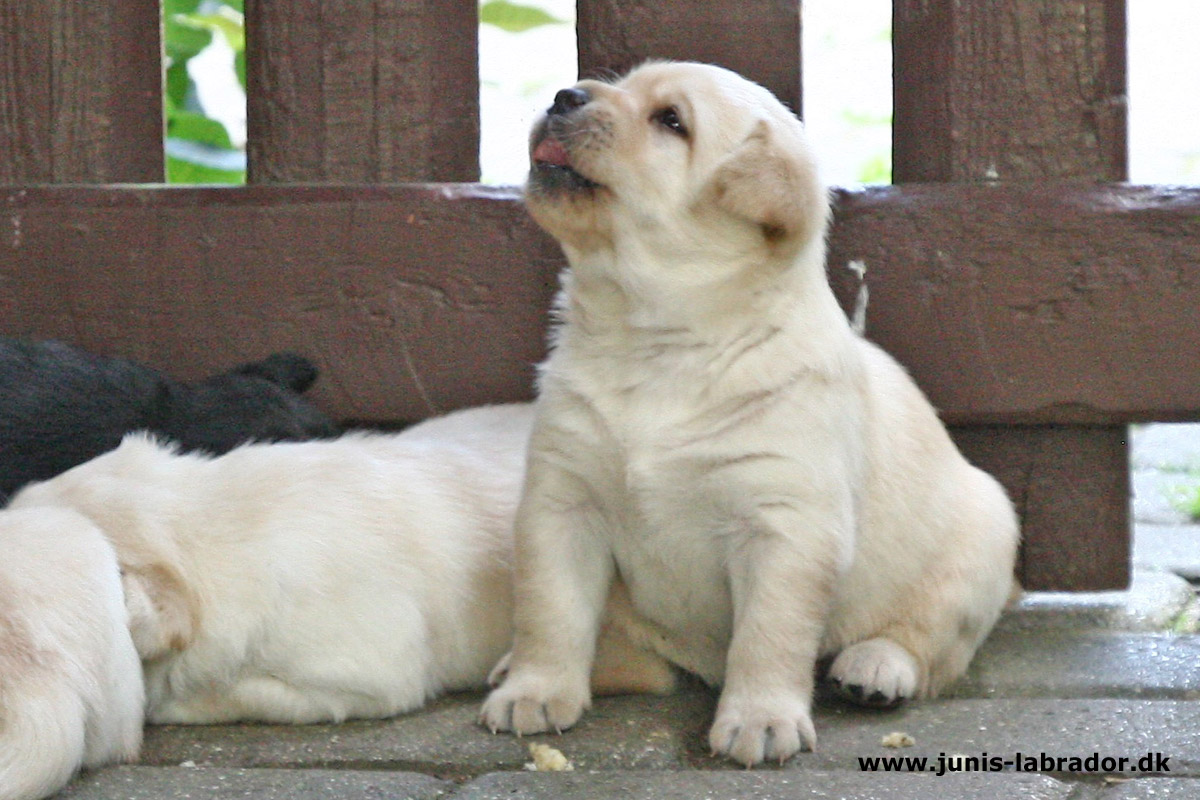 Labrador hvalpe født d. 22. juni 2021