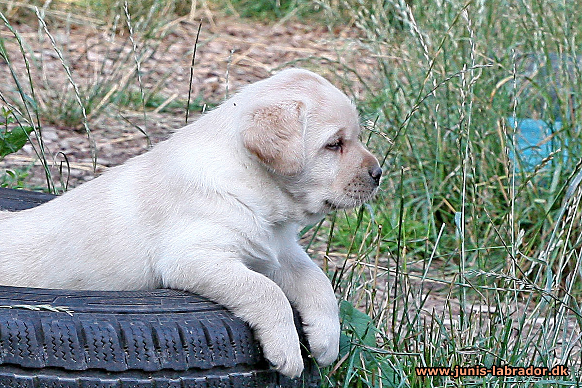 Labrador hvalpe født d. 22. juni 2021