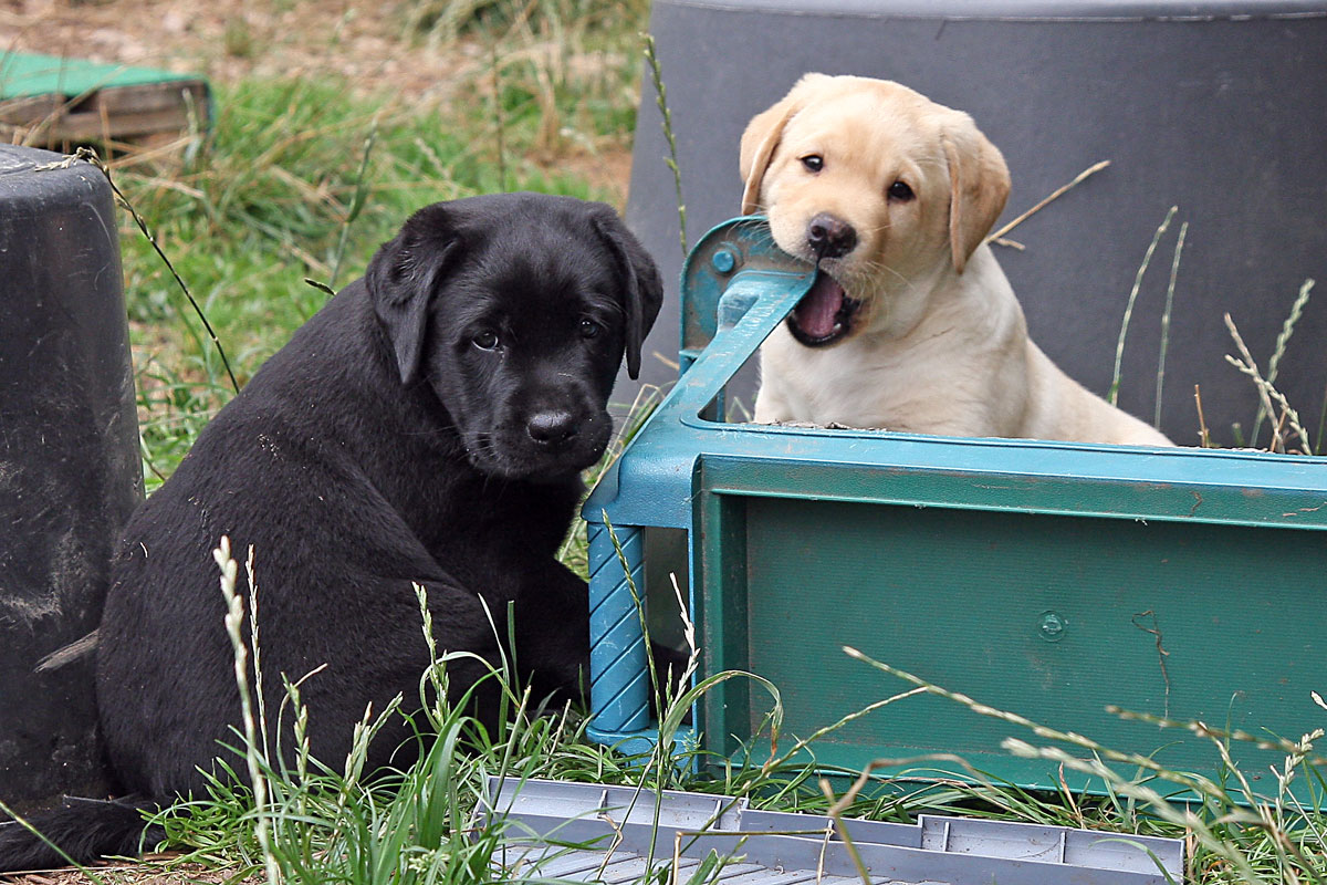 Labrador hvalpe født d. 22. juni 2021