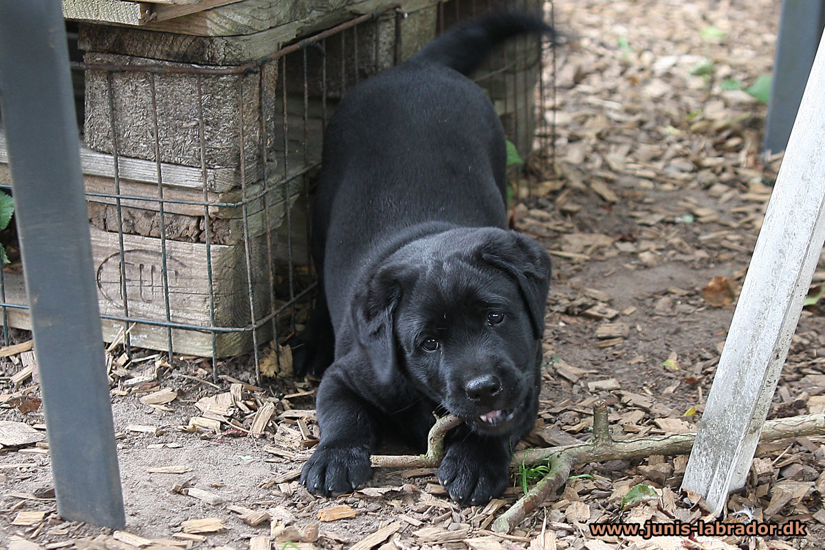 Labrador hvalpe født d. 22. juni 2021