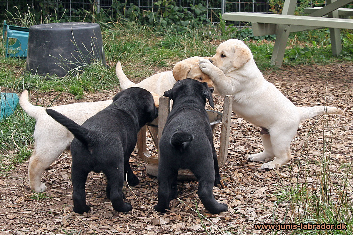 Labrador hvalpe født d. 22. juni 2021