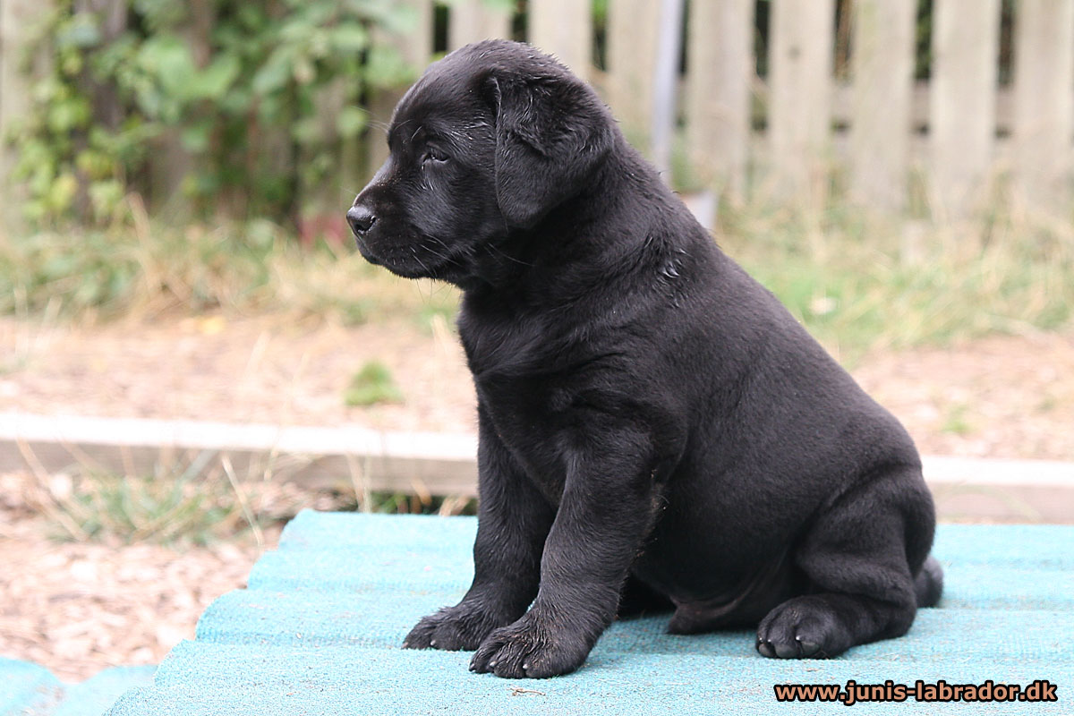 Labrador hvalpe født d. 22. juni 2021