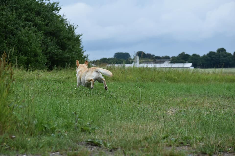 Lab Lodur's La Bamba (Albert)