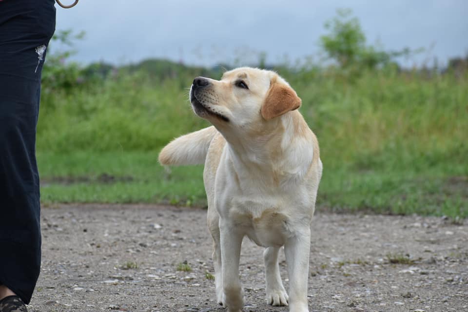 Lab Lodur's La Bamba (Albert)