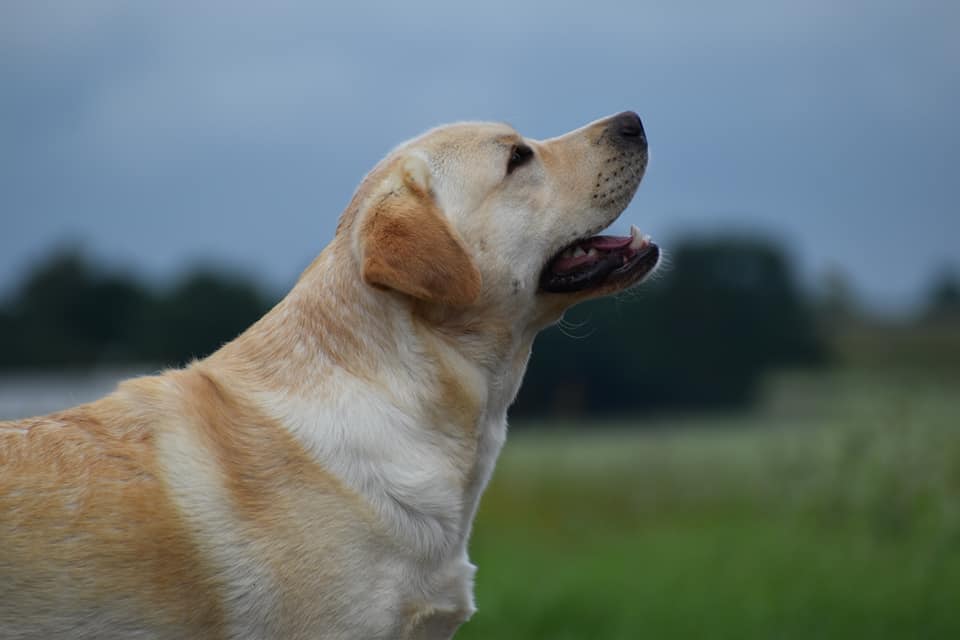 Lab Lodur's La Bamba (Albert)