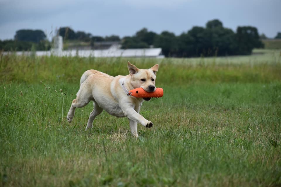 Lab Lodur's La Bamba (Albert)