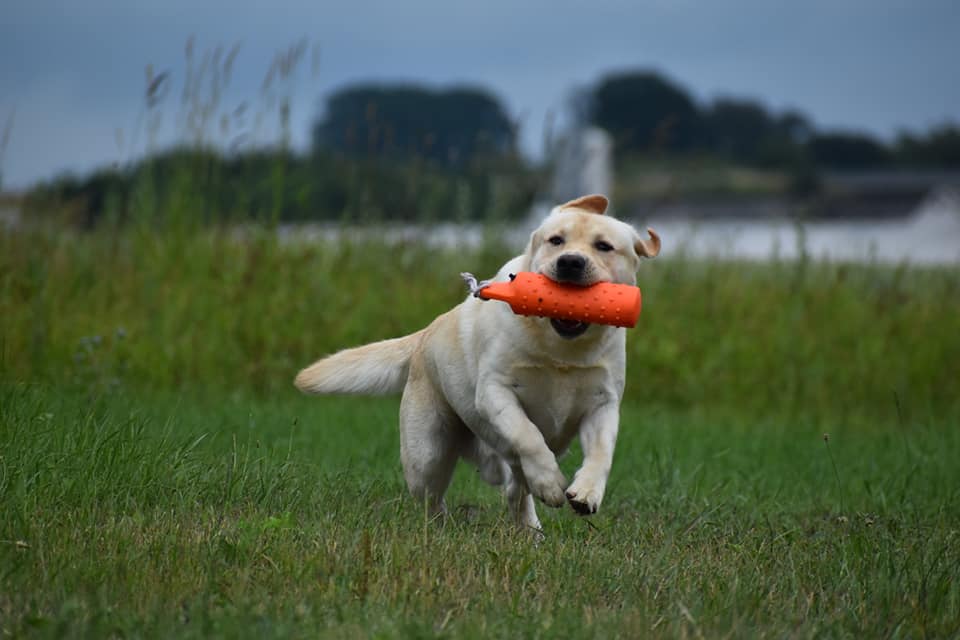 Lab Lodur's La Bamba (Albert)