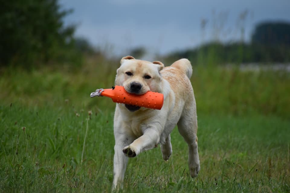 Lab Lodur's La Bamba (Albert)