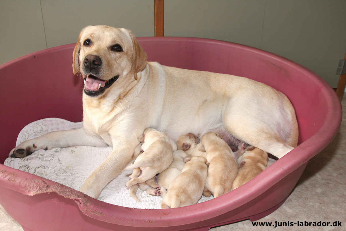 Labrador hvalpe født d. 20. september 2021