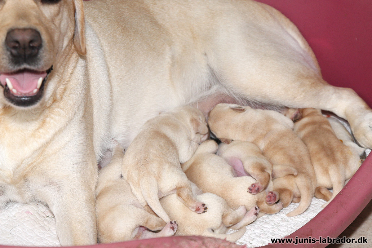 Labrador hvalpe født d. 20. september 2021