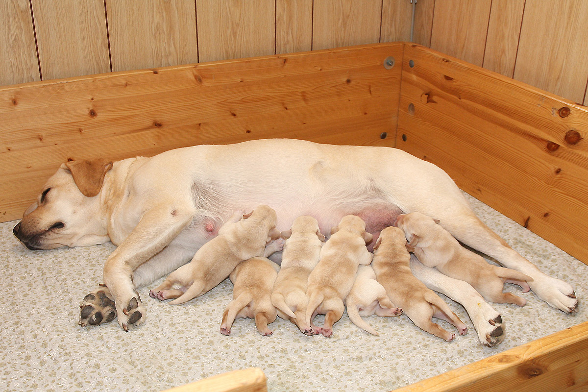 Labrador hvalpe født d. 20. september 2021