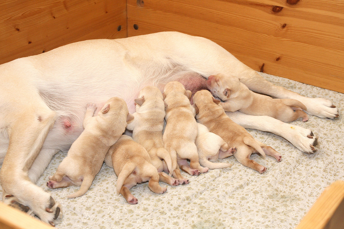 Labrador hvalpe født d. 20. september 2021